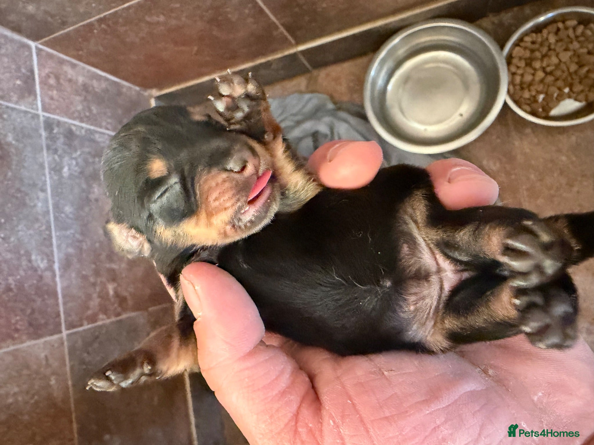 Miniature Dachshund dogs Miniature dachshund  - Advert 2