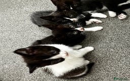 British Shorthair cats for sale: British short hair cross  - Image 15