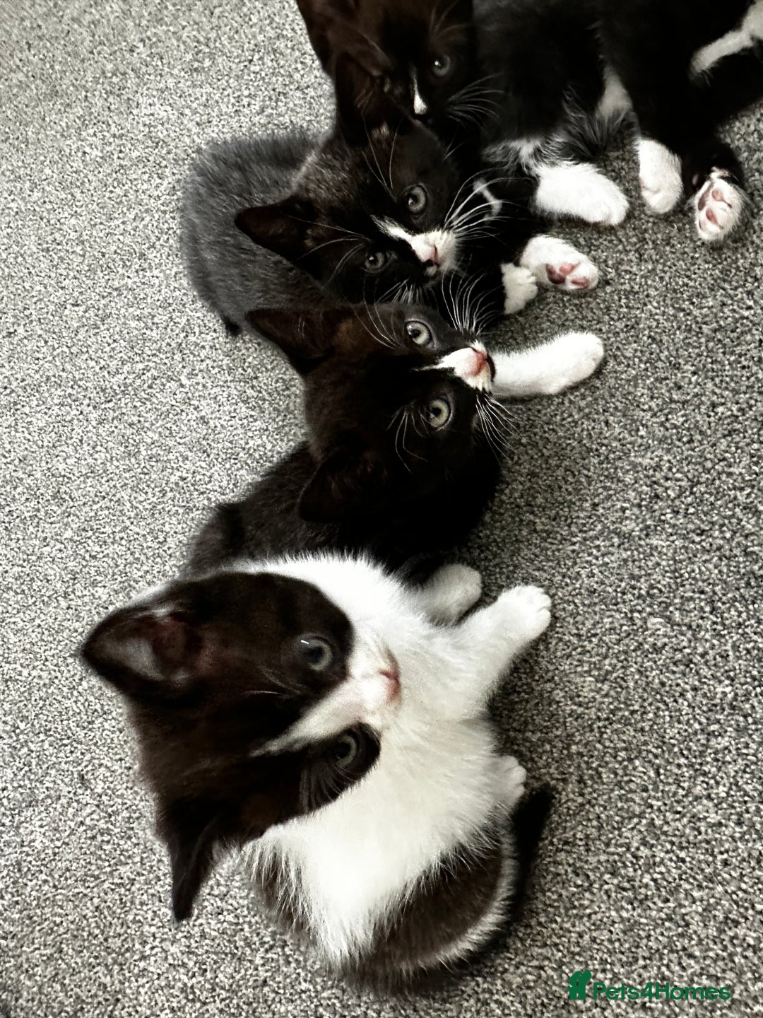 British Shorthair cats for sale: British short hair cross  - Image 15