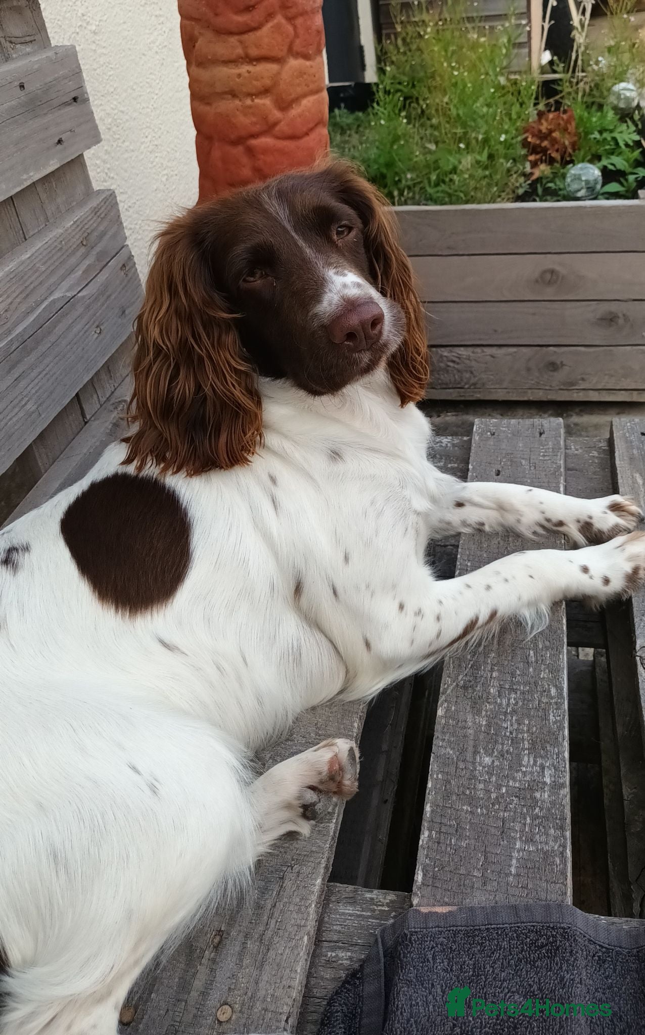 English Springer Spaniel dogs 5 springer spaniels puppies  - Advert 9
