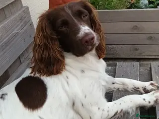 English Springer Spaniel dogs 5 springer spaniels puppies - Advert 2
