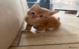 Mixed Breed cats for sale: Mixed kittens - Image 3