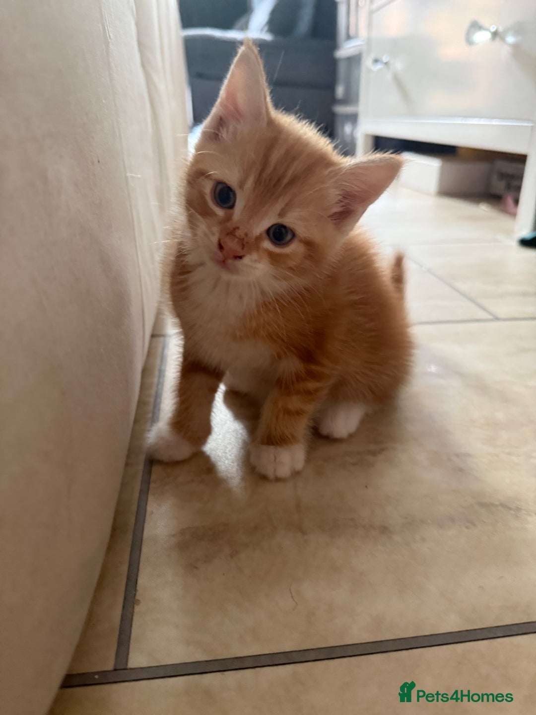 Mixed Breed cats for sale: Mixed kittens - Image 3