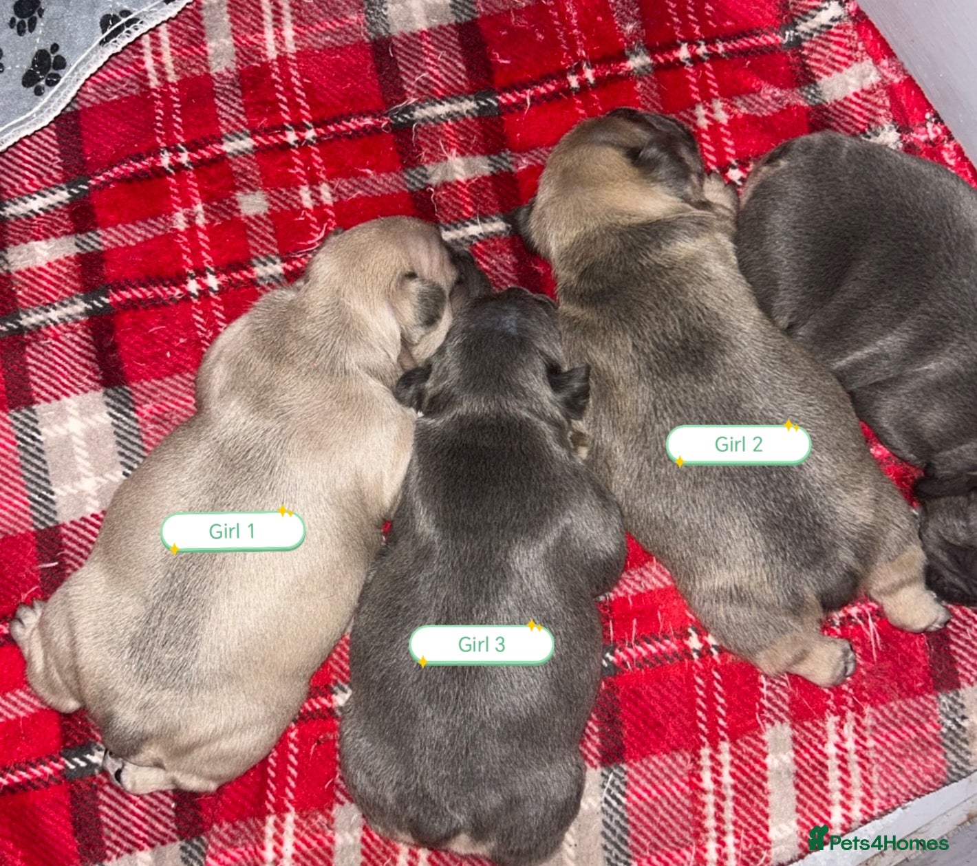 French Bulldog dogs 3 x Stunning French Bulldog Puppies  - Advert 6