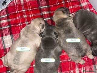 French Bulldog dogs 3 x Stunning French Bulldog Puppies - Advert 6