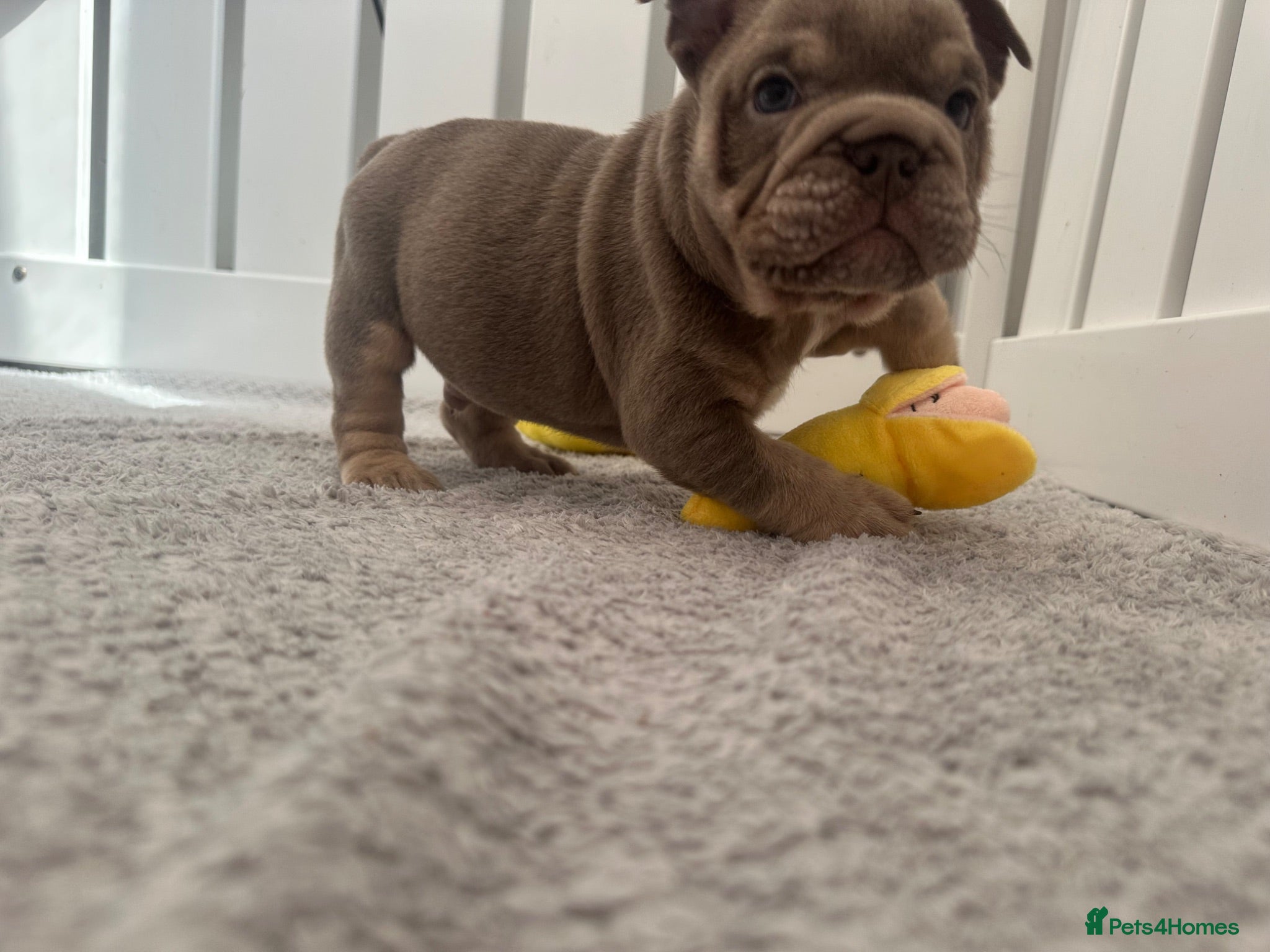English Bulldog dogs English bulldogs (payment plan to selected buyers) - Advert 1