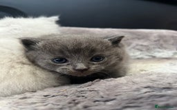 British Shorthair cats for sale: Beautiful British Shorthair Kittens - Image 5