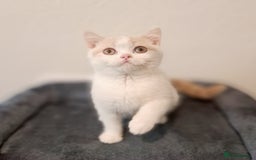 British Shorthair cats for sale: British Shorthair Cream and White Harlequin Male - Image 13