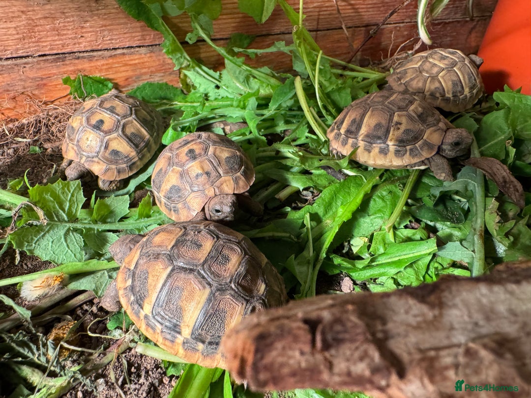Hermann Tortoise reptiles for sale: Baby Hermanns Tortoise Hatchlings - Advert 5