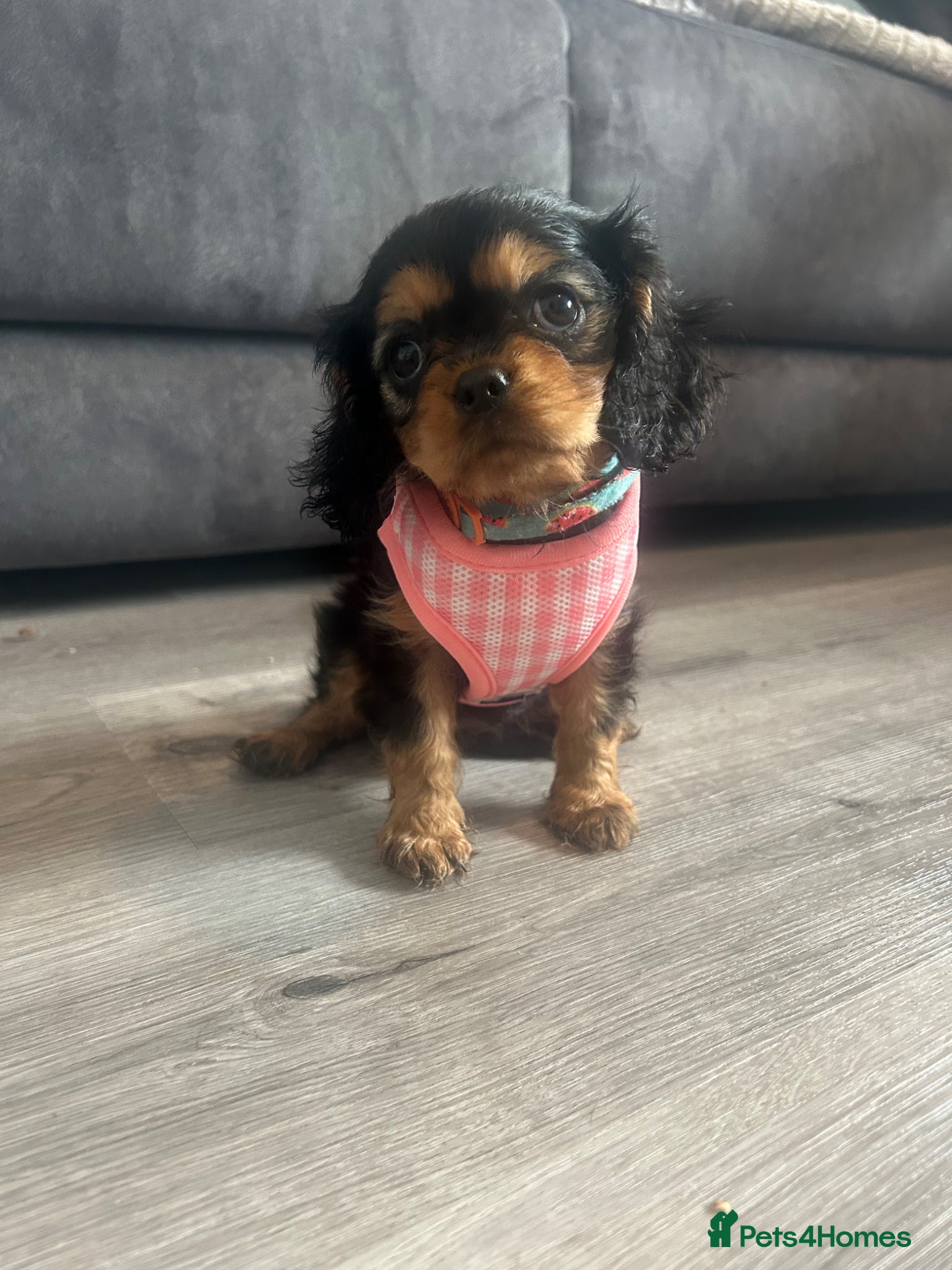 Cavalier King Charles Spaniel dogs Ready on Thursday beautiful Black and Tan girl  - Advert 15