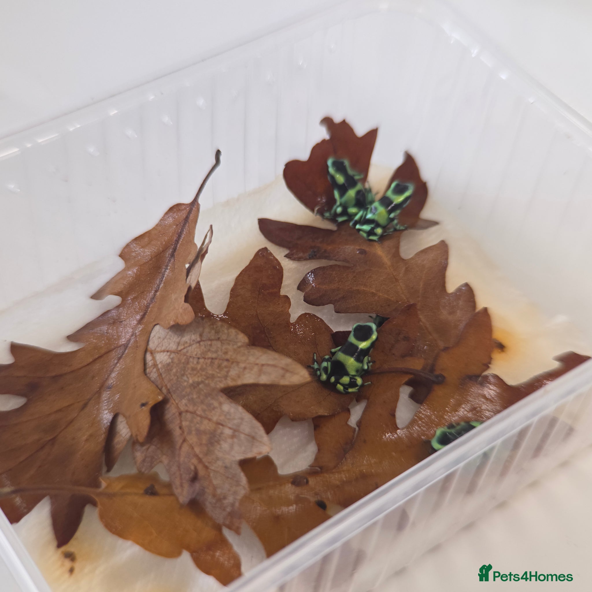 Frog reptiles Dendrobates auratus ‘Green & Black’ Dart Frogs - Advert 2