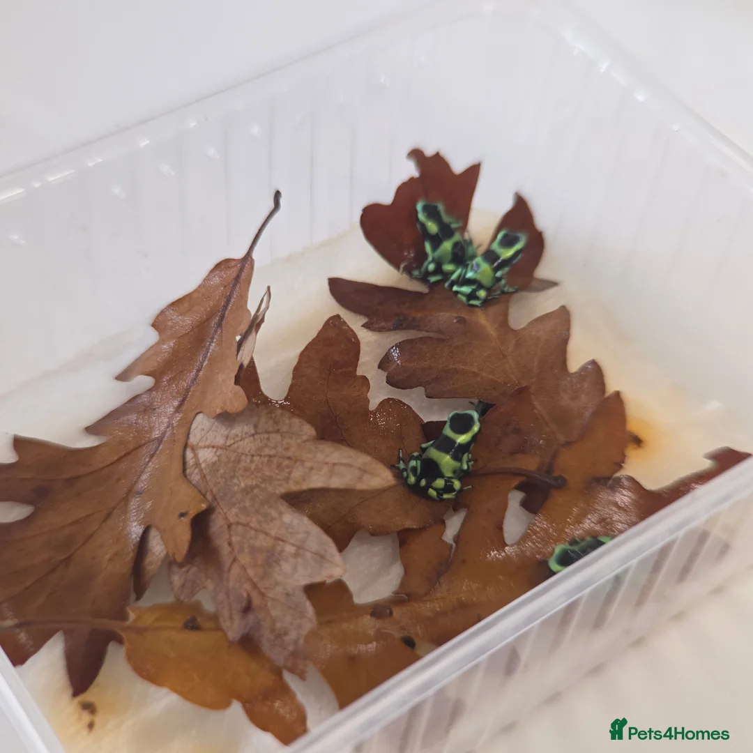 Frog reptiles for sale: Dendrobates auratus ‘Green & Black’ Dart Frogs - Advert 2