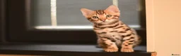 Bengal cats for sale: Registered pedigree bengal kittens - Advert 16