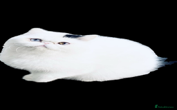 Exotic cats for sale: 🏆PREMIUM QUALITY KITTENS🏆 - Image 18