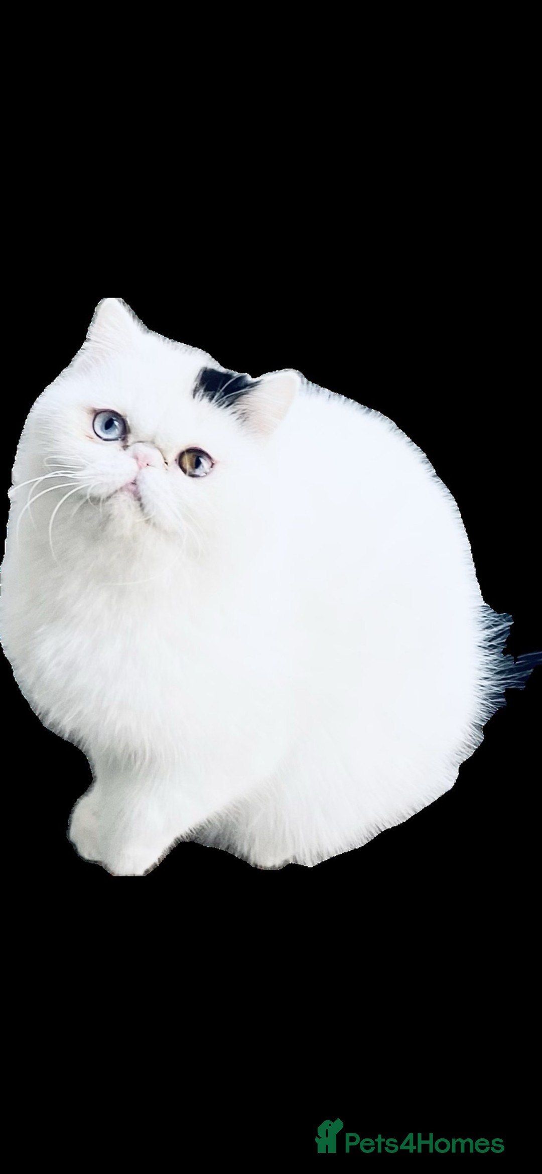 Exotic cats for sale: 🏆PREMIUM QUALITY KITTENS🏆 - Image 18