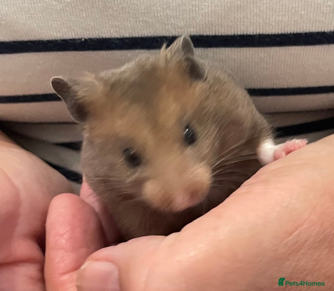 Hamster rodents for sale: Baby Syrian hamsters from show stock  - Image 15