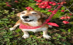 Mixed Breed dogs for adoption: 💖🐶 EVA 🐶💖 - Image 9