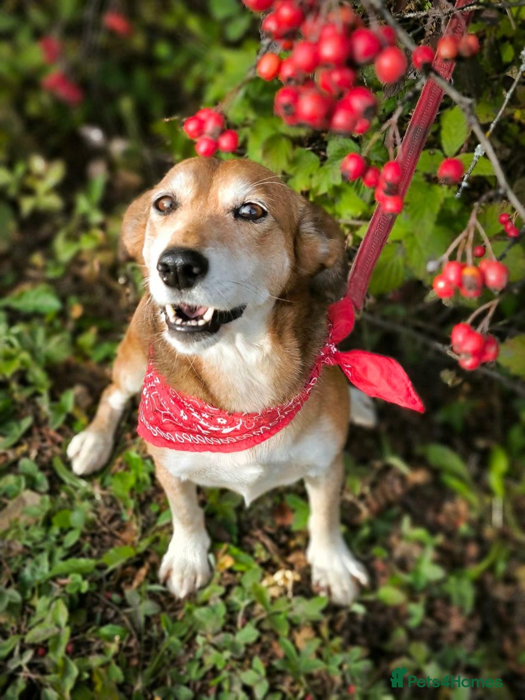 Mixed Breed dogs for adoption: 💖🐶 EVA 🐶💖 - Image 9