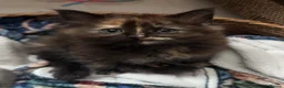 Maine Coon cats for sale: MaineCoon/Ragdoll 50/50 Cross (registered parents) - Advert 5