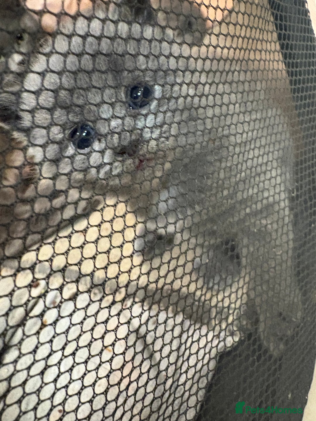 British Shorthair cats for sale: British Shorthair kittens  - Advert 18