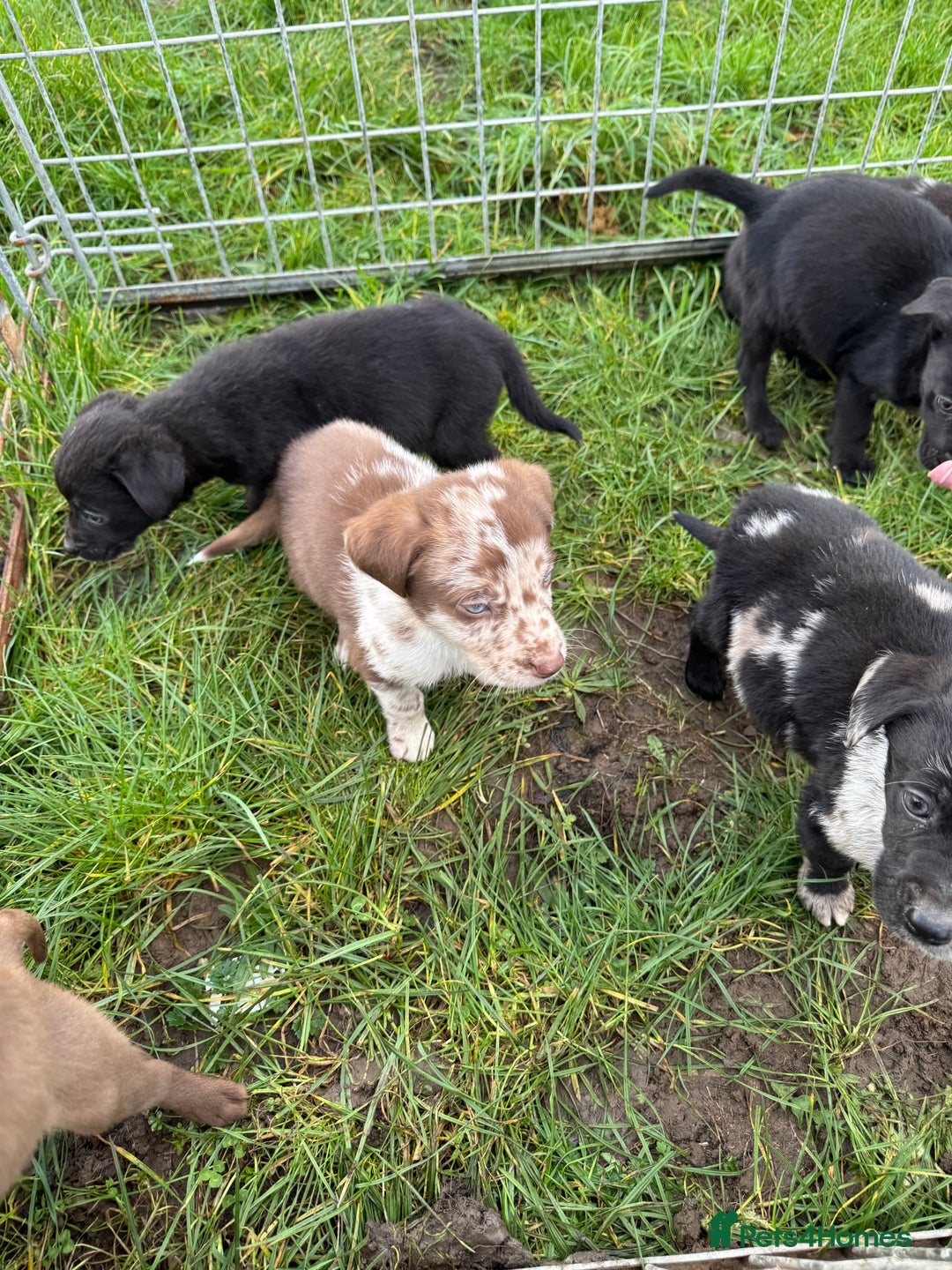 Mixed Breed dogs for sale: 🔥 collie x Labrador pups 🔥 - Advert 4