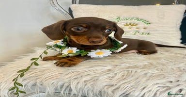 Miniature Dachshund dogs - Advert 13