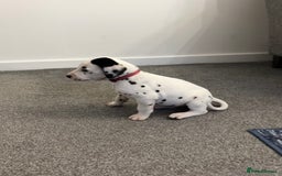Dalmatian dogs for sale:  Beautiful Dalmatian puppies  - Image 8