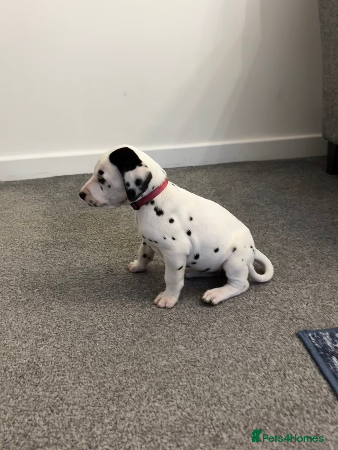 Dalmatian dogs for sale:  Beautiful Dalmatian puppies  - Image 8