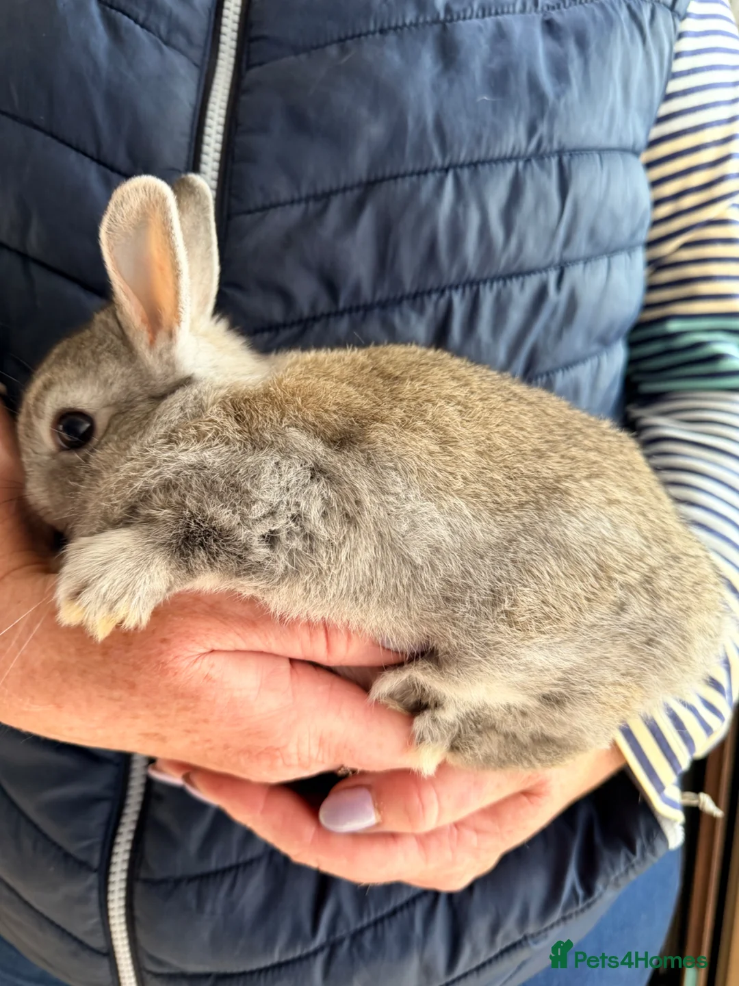 Netherland Dwarf rabbits for sale: Netherlands Dwarfs - Advert 1