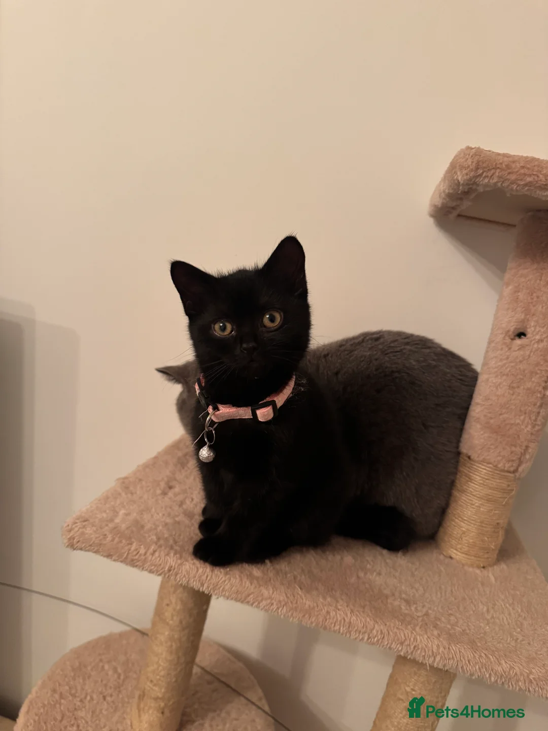 British Shorthair cats for sale: Adorable  - Advert 4