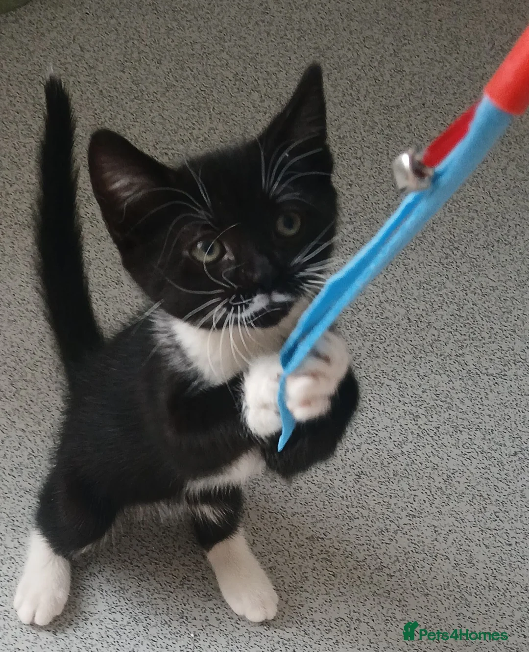 Domestic Shorthair cats for sale: Here's Holly?! in Hemel Hempstead - Advert 1