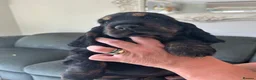Cocker Spaniel dogs for sale: Quality DNA clear show cocker spaniels  - Advert 13