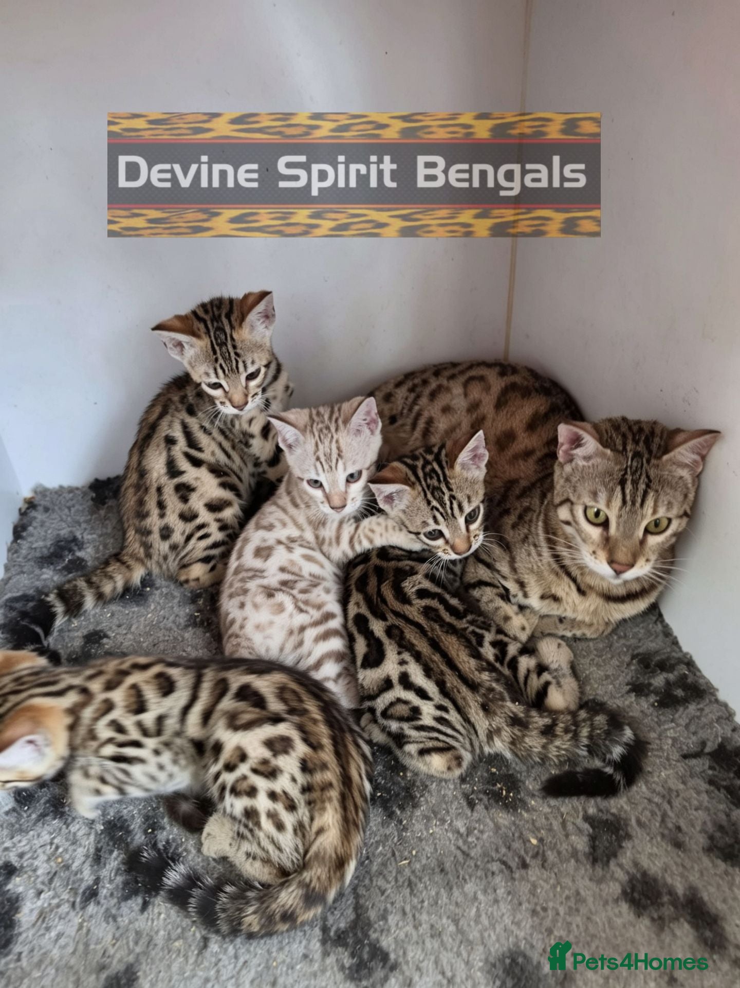 Bengal cats for sale: TICA REGISTERED BROWN ROSETTED BENGAL KITTENS  - Advert 1