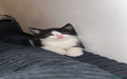 Mixed Breed cats for sale: 2 Very Cute kittens Ready to Leave NOW! - Image 2