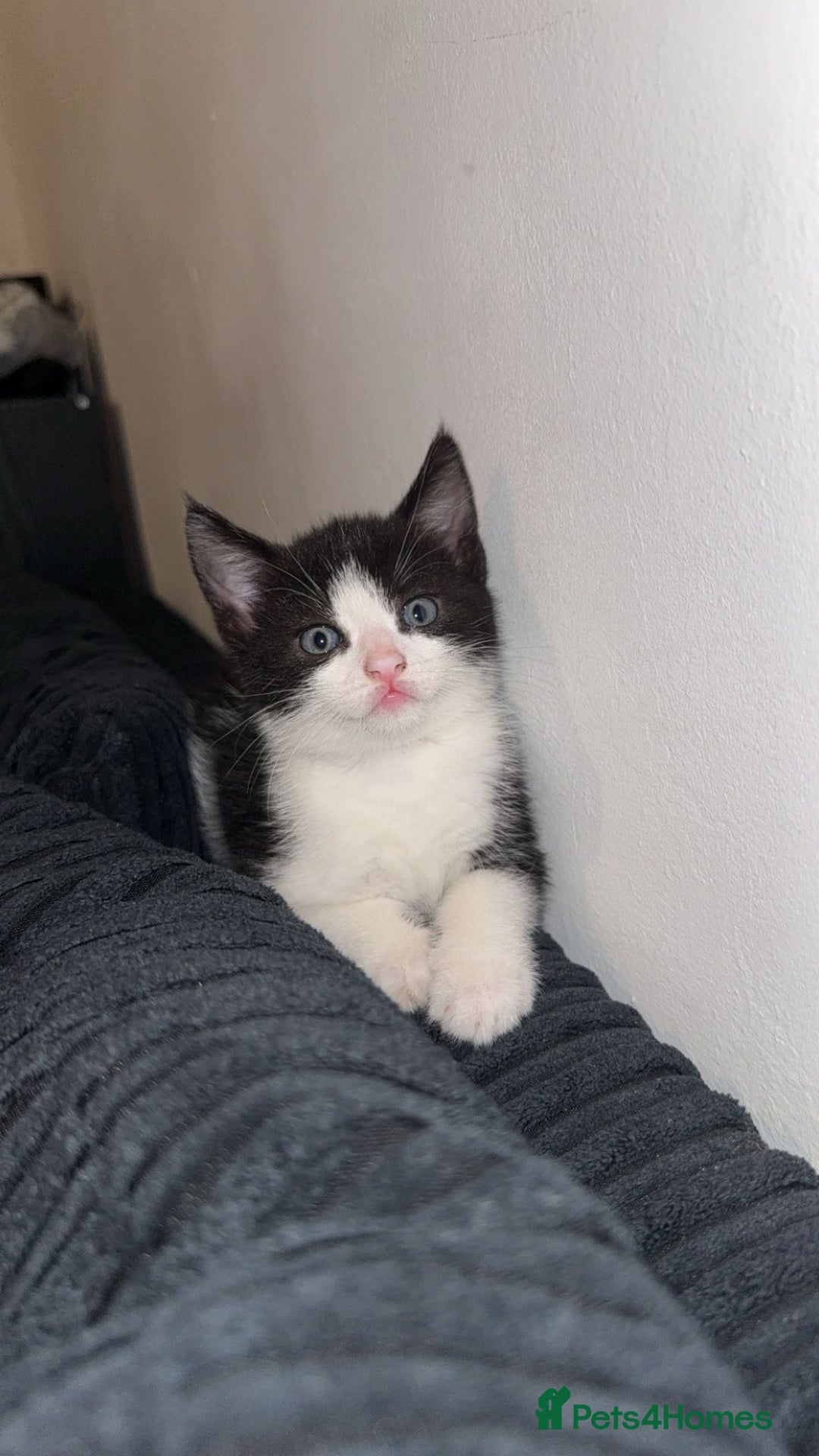 Mixed Breed cats for sale: 2 Very Cute kittens Ready to Leave NOW! - Image 2
