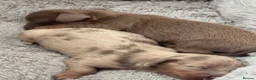 Miniature Dachshund dogs for sale: Stunning KC Registered Miniature Dacshund’s - Advert 3