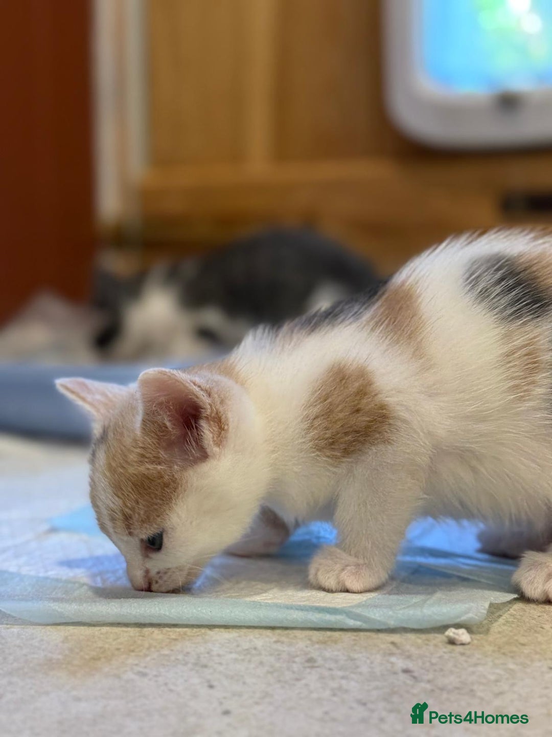 Mixed Breed cats for sale: 🐾 Adorable Kittens For Forever Homes 🐾  - Image 9