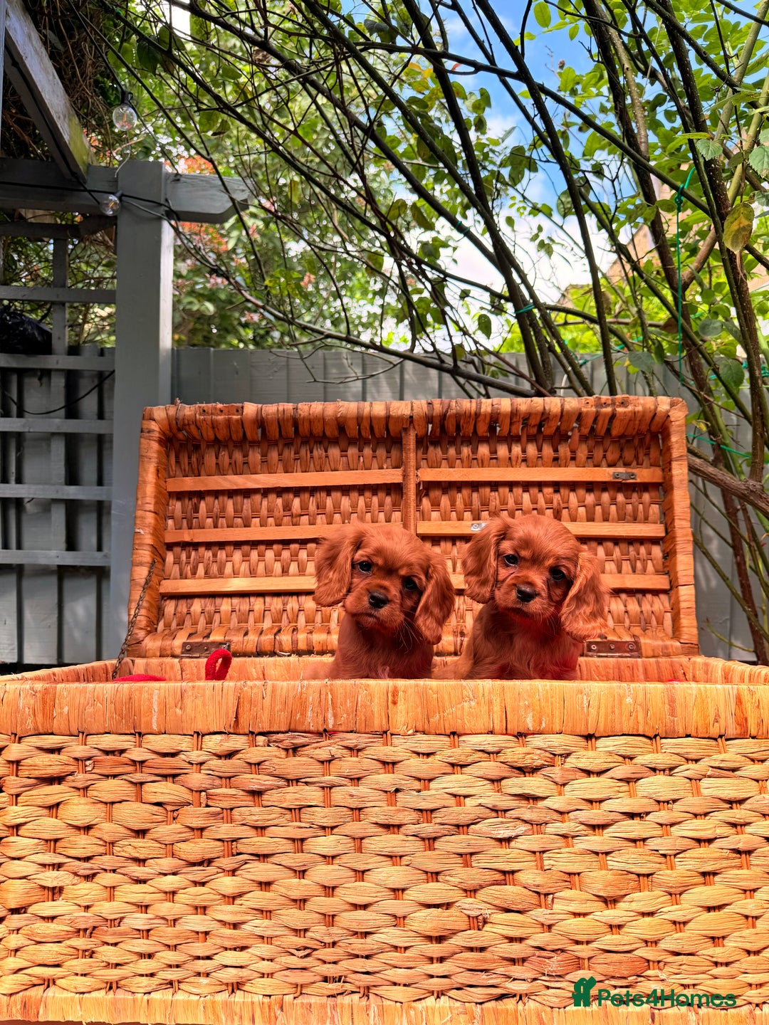 Cavalier King Charles Spaniel dogs for sale: Quality KC Health Tested Ruby CKCS Pups For  Sale - Image 2
