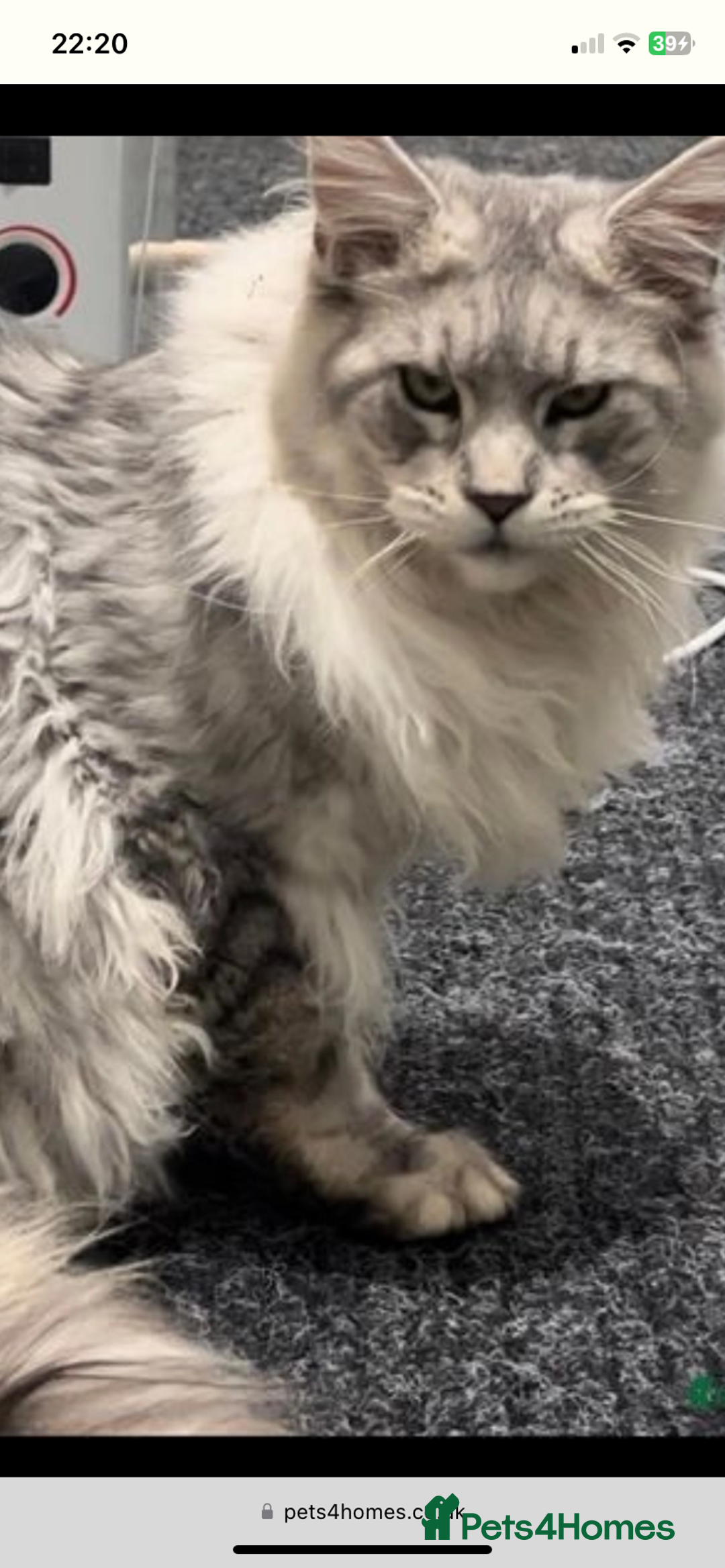 Maine Coon cats for sale: Ready Now Maine Coon kittens - Image 27