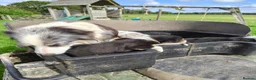 Border Collie dogs for sale: Border collie puppies - Advert 2