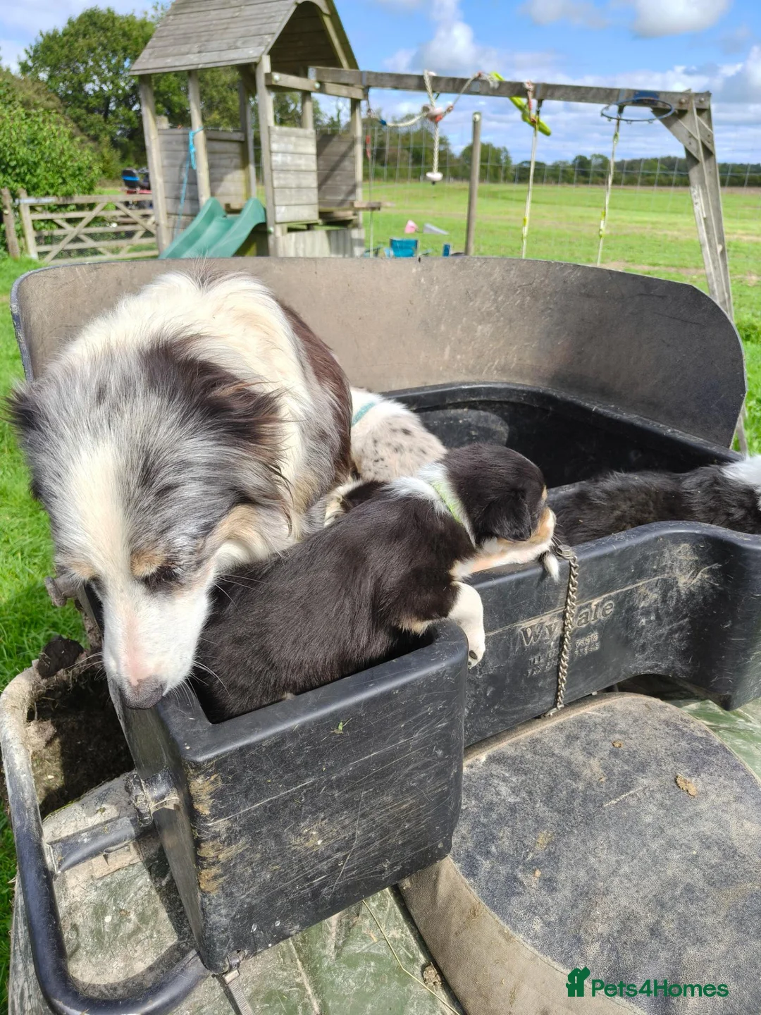 Border Collie dogs for sale: Border collie puppies - Advert 2