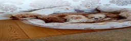 Maltipoo dogs for sale: Golden Maltipoo puppy's  in Manchester - Advert 4