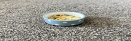 Gerbil rodents for sale: 2 Gerbils and starter set up!  in Birmingham - Advert 20