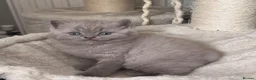 British Shorthair cats for sale: Beautiful British shorthair lilac/blue - Advert 4