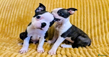 Boston Terrier dogs - Advert 9