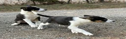 Border Collie dogs for sale: Pedigree border collie puppies  - Advert 13