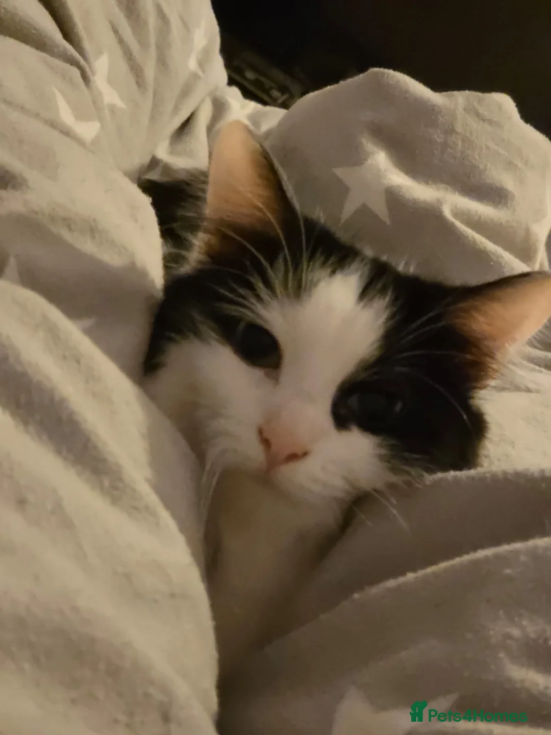 British Longhair cats for sale: Looking for home for beautiful cat Ingrid in Batley - Advert 2