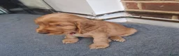 Cocker Spaniel dogs for sale: Adorable show type cocker spaniel puppies  - Advert 5