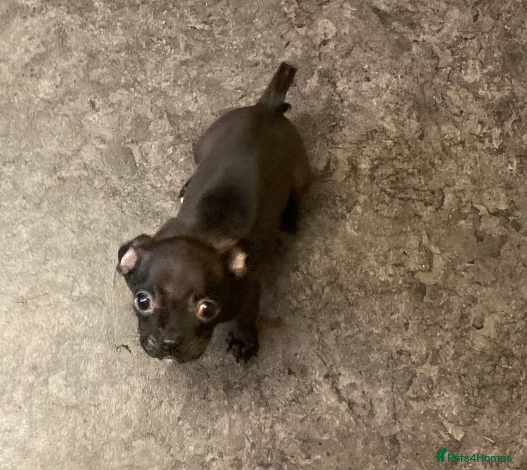 Mixed Breed dogs for sale: Mixed Breed Pups - Advert 3