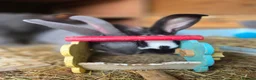 New Zealand rabbits for sale: New Zeeland x Continental Giant Bucks  - Advert 7